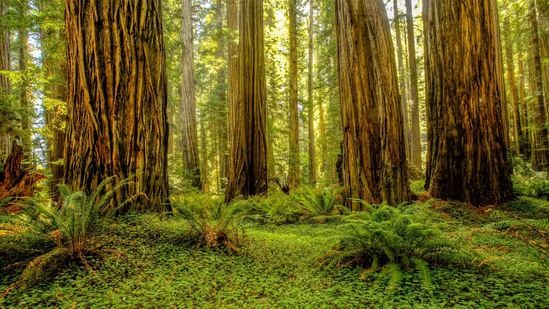 /images/wallpaper/2025-04-27.jpg.webp /images/wallpaper/2025-04-27.jpg.webp