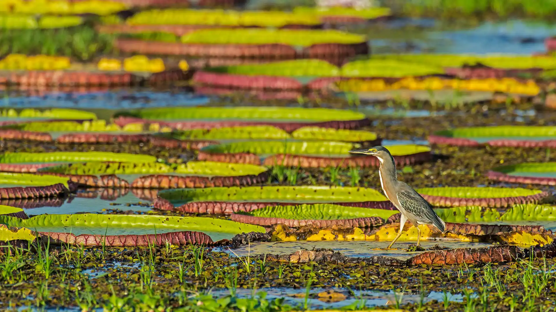 /images/wallpaper/2025-05-03.jpg.webp /images/wallpaper/2025-05-03.jpg.webp
