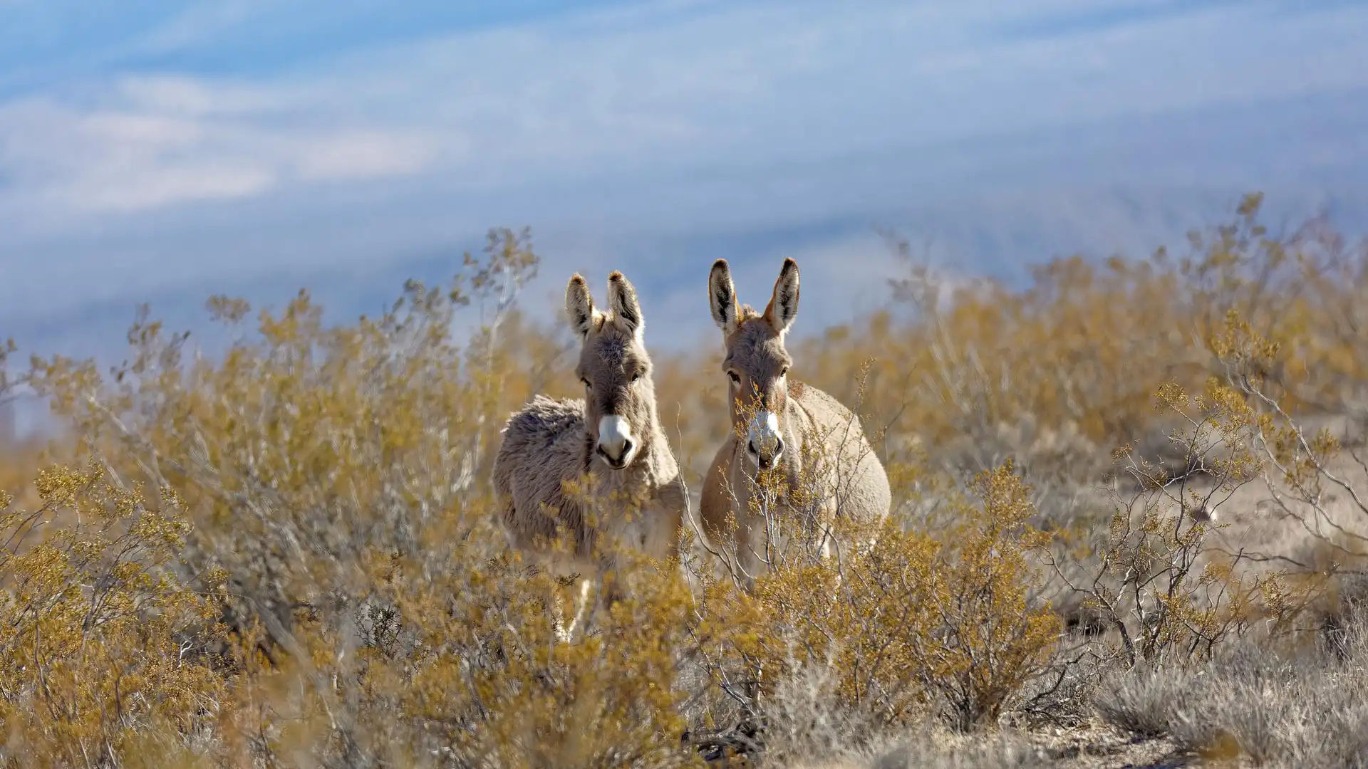 /images/wallpaper/2025-05-09.jpg.webp /images/wallpaper/2025-05-09.jpg.webp
