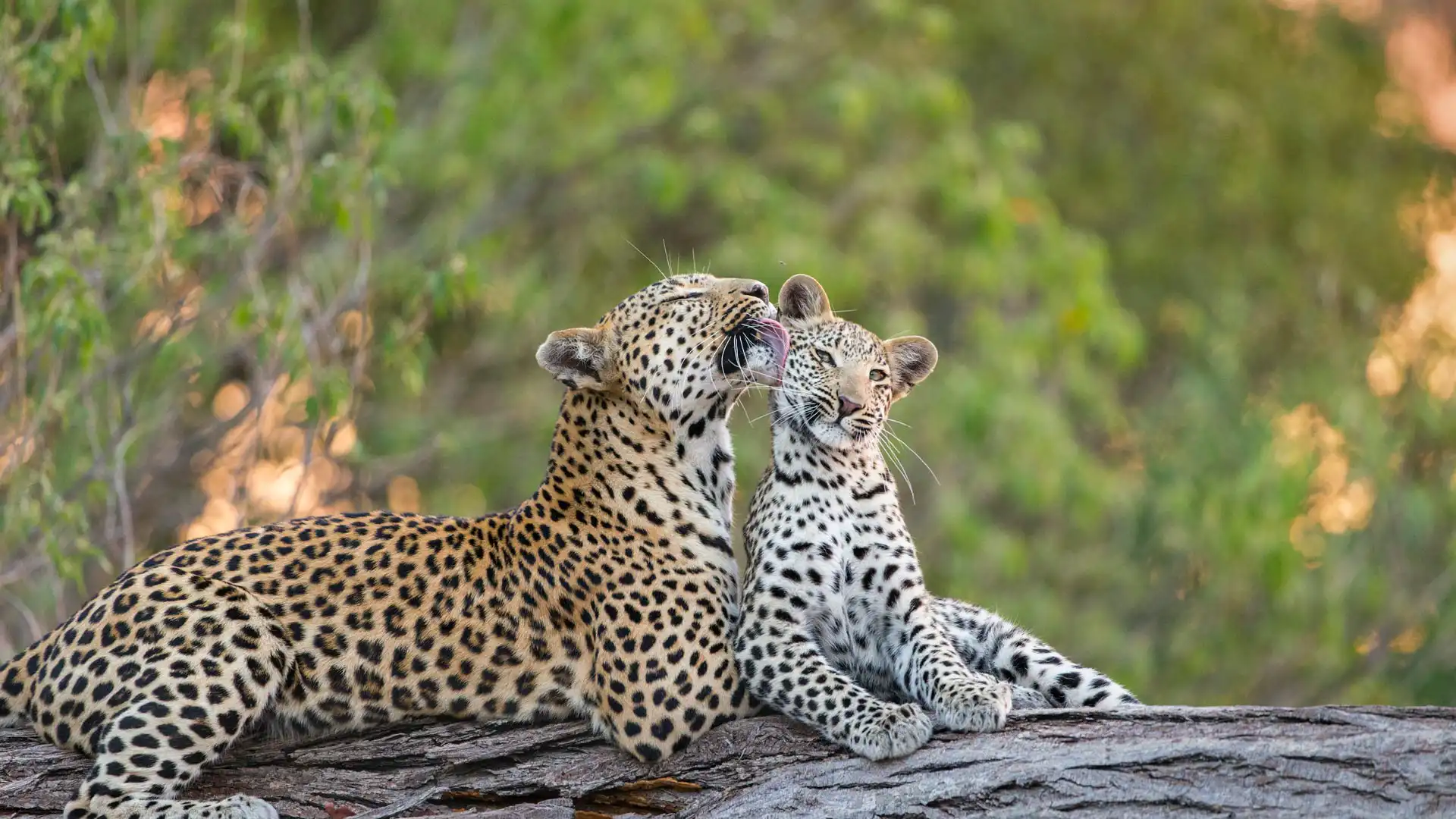 /images/wallpaper/2025-05-12.jpg.webp /images/wallpaper/2025-05-12.jpg.webp
