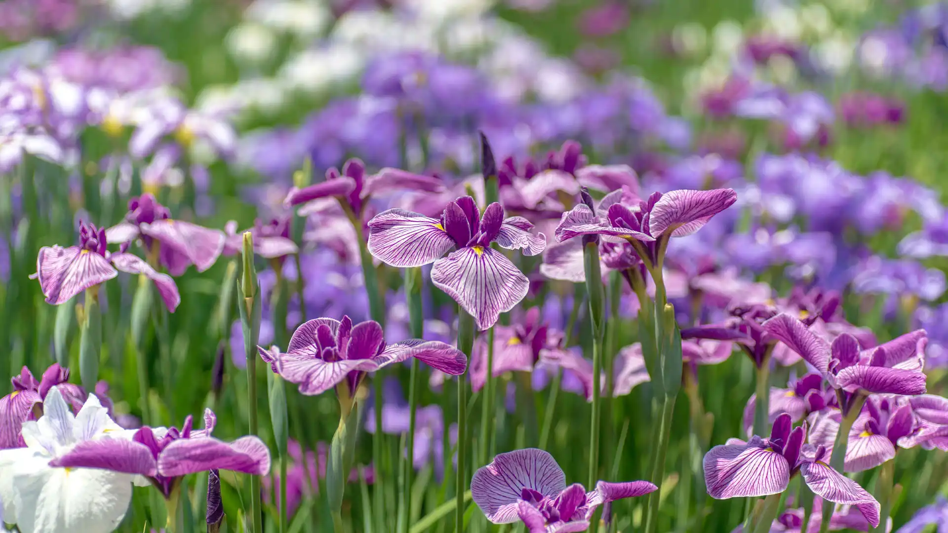 /images/wallpaper/2025-05-13.jpg.webp /images/wallpaper/2025-05-13.jpg.webp